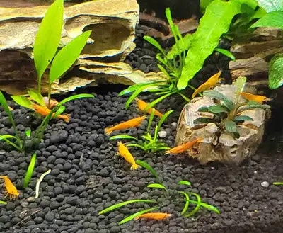 Orange Shrimp, View more