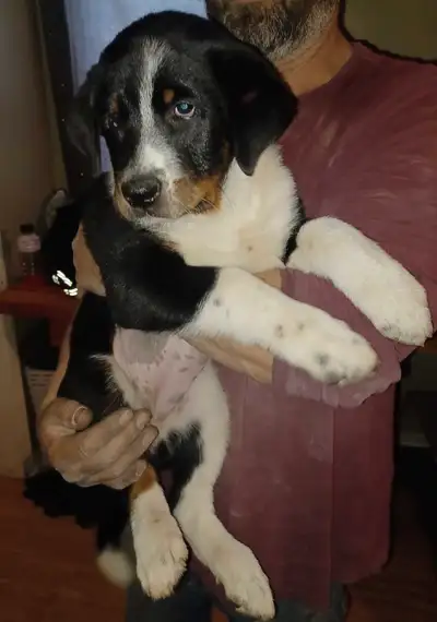 Large breed mix. Healthy, loyal family, friendly mix. They're already great with other dogs, cats, k...