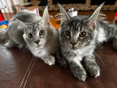 chatons Mainecoon, View more