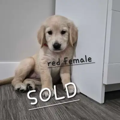 Beautiful Golden Retriever Puppies, View more