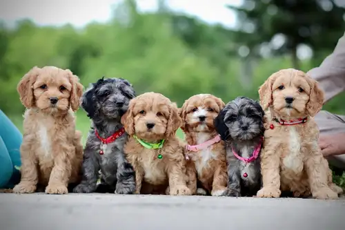 These adorable Cockapoo puppies are ready to find their forever homes and are currently being raised...