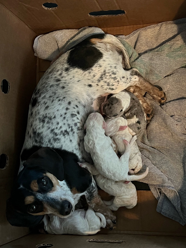 mini dachshund toy poodle cross puppies in Dogs & Puppies for Rehoming in Lethbridge