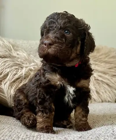 Hypoallergenic Water Dog Puppies! Super-doodles, View more