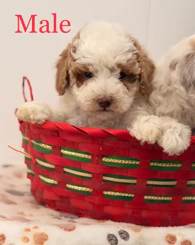 Toy poodles party colour , View more