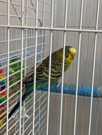 Lime the Budgie