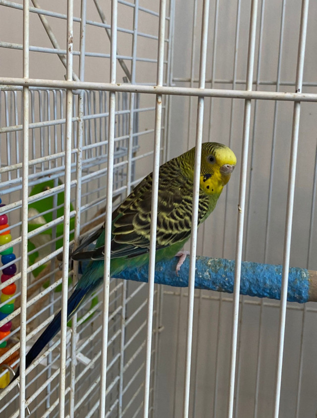 Lime the Budgie in Birds for Rehoming in Winnipeg