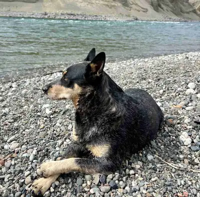 Blue Heeler, View more