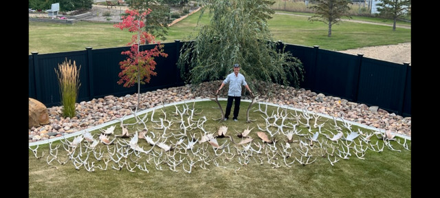 Purchasing all types of naturally shed antler! in Arts & Collectibles in Smithers - Image 2