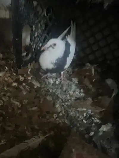  Pigeon for sale , View more