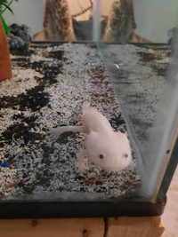 Axolotl to good home