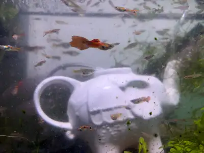 fancy guppies, View more