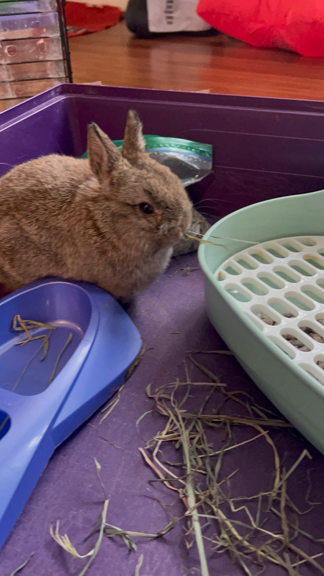 moving must go …asap She comes with everything..obo in Small Animals for Rehoming in Mississauga / Peel Region - Image 2