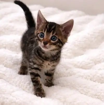 Gorgeous Purebred Bengal Kittens, View more