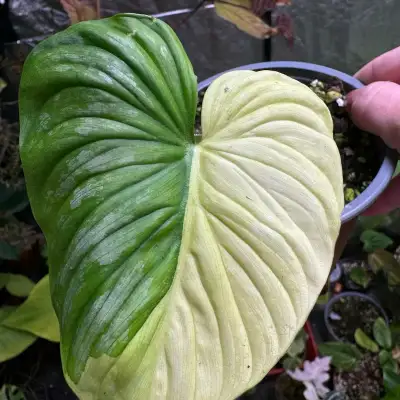 Mamei variegated  et Gloriosum variegated , View more
