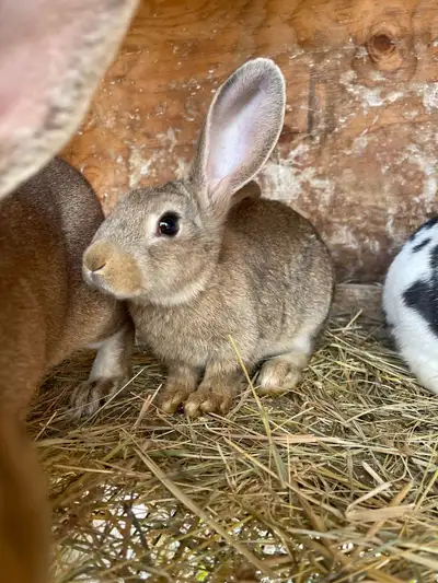 New Zealand Rex cross buck for sale, he’s just over 2 months old. Asking $25 for him