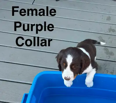 English Springer Spaniel Puppies, View more
