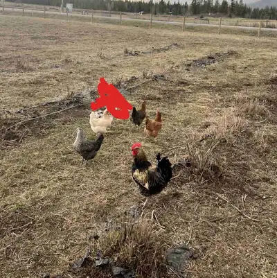roosters, View more