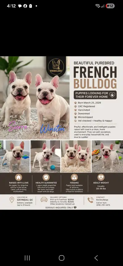 French Bulldog Puppies  CKC Registered, View more