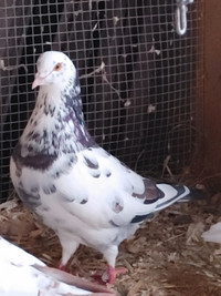 Pigeon (Pair)