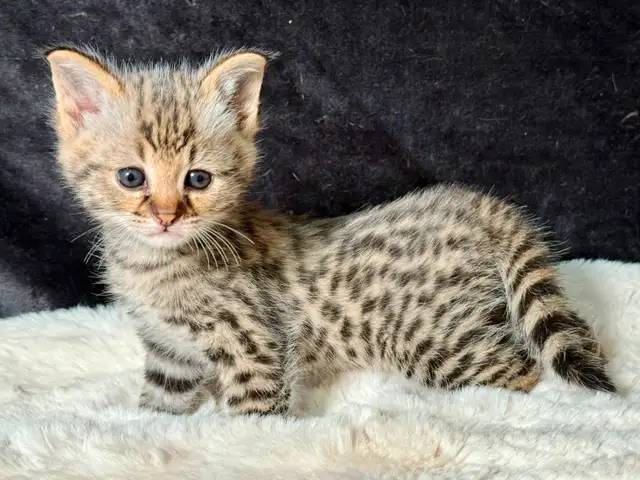 Savannah Kittens pure breed/ Chatons savannah pure race in Cats & Kittens for Rehoming in City of Montréal - Image 2