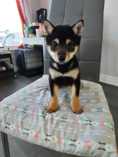 Mini Shiba Inu, View more