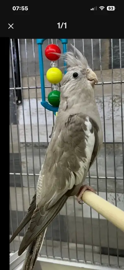 Cockatiel whiteface/cannelle, View more