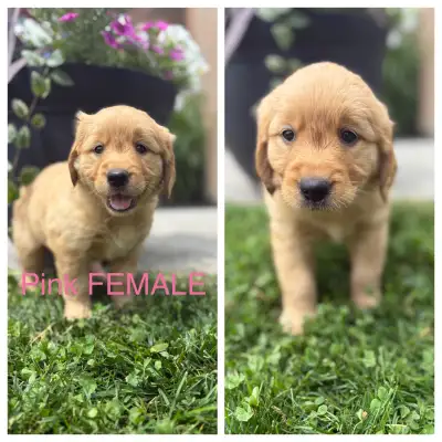 Red Golden Retriever Puppies, View more