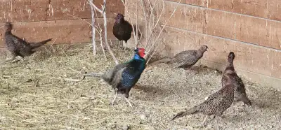 Adult pheasants melanstic and ring neck. Last years hatch. Limited supply left. Breeding stock birds...