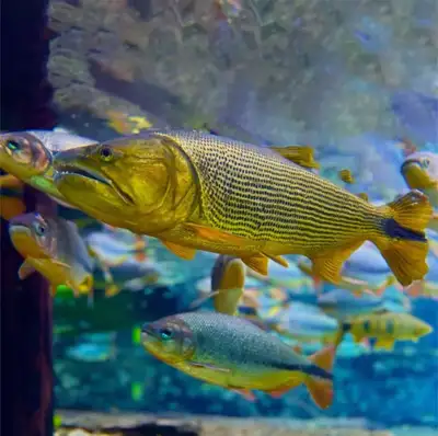 Golden Dorado sale at TT Pets, View more