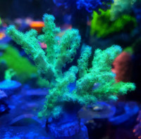 Palau green nepthea - saltwater coral frag 