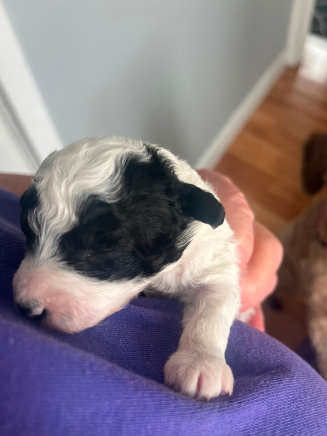 Teddy Bear Bichon Poo's in Dogs & Puppies for Rehoming in Oshawa / Durham Region