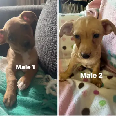 Puppies for sale-read the ad, View more