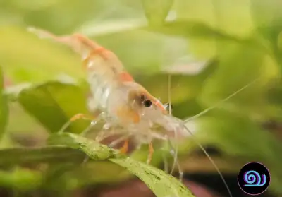 Skittle (cull) Neocaridina Shrimp, View more