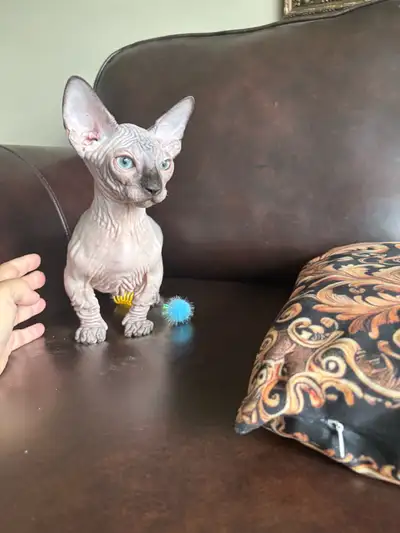 Bambino et sphynx stérilisées prêt a partir , View more