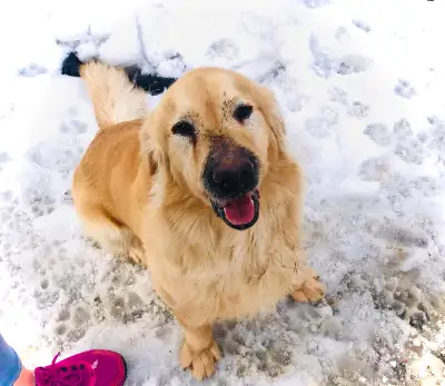 2yr old golden retriever looking for good home, View more