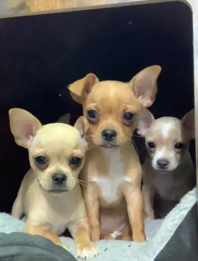 chiots chihuahua, View more