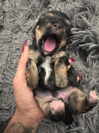 Teeny tiny Yorkie/maltese ready to go mid May 