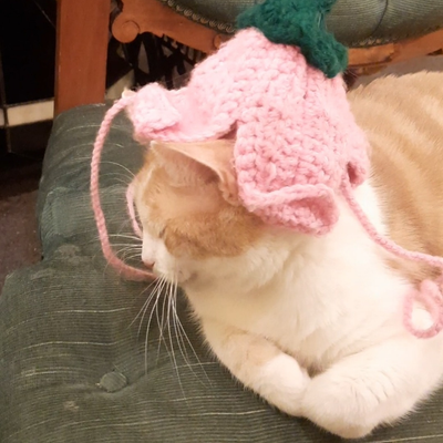 Premium VIP Petsitting, Housesitting, Pet Day Care, Dog Walking, View more