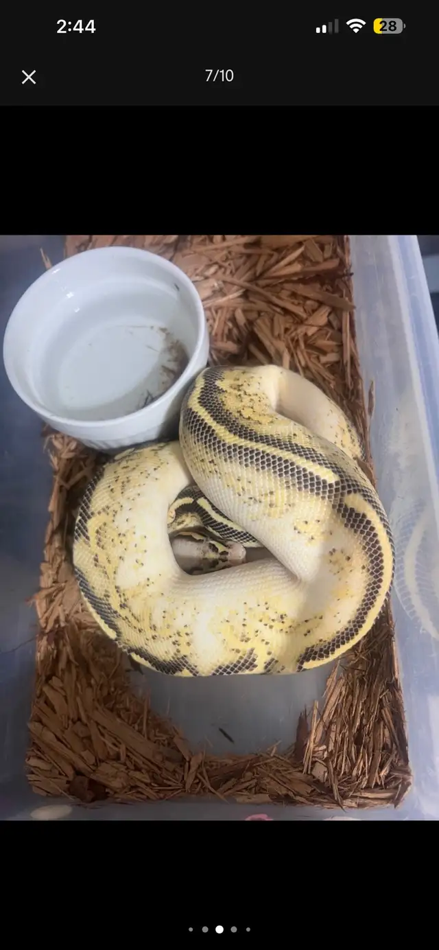Ball Python Liquidation | Reptiles & Amphibians for Rehoming | Hamilton ...