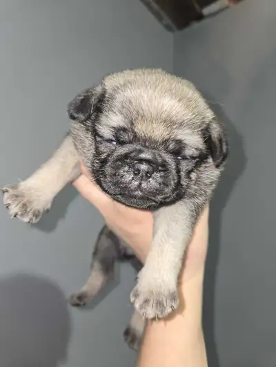pug puppies only 1 left, View more