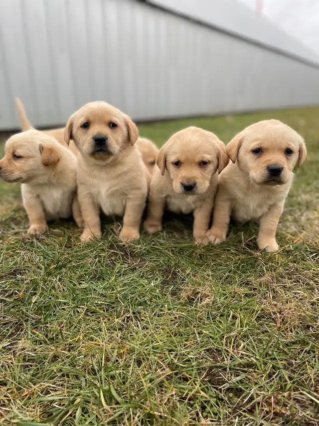 Lab Puppies For Sale in Dogs & Puppies for Rehoming in Norfolk County - Image 2