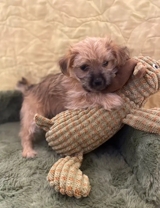 Adorable Morkies in Dogs & Puppies for Rehoming in Oakville / Halton Region - Image 6