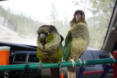 two bonded conures, View more