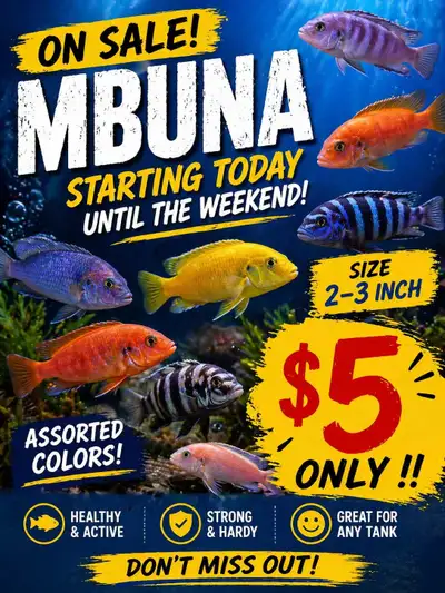 Lake Malawi Cichlids - Sale, View more
