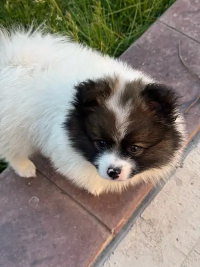 Pomeranian puppy, View more