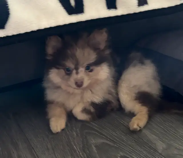 Pomeranians in Dogs & Puppies for Rehoming in Penticton - Image 7