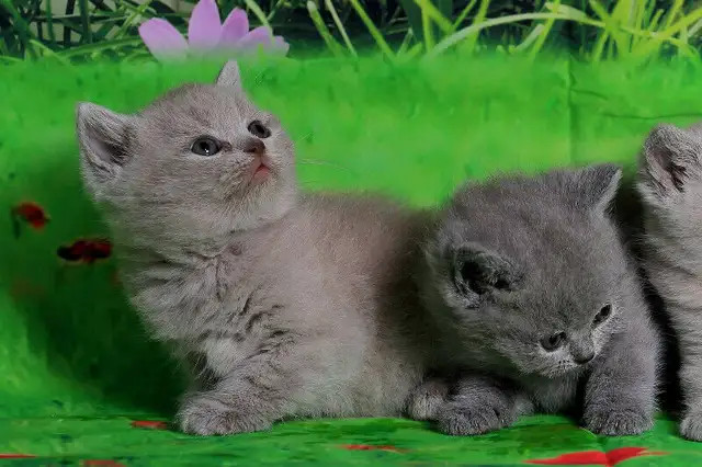 Top Quality Purebred British Shorthair Classic Blue Pedigree in Cats & Kittens for Rehoming in City of Toronto - Image 4