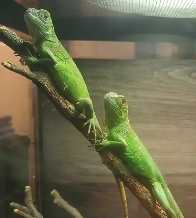 beautiful baby green Iguanas, View more