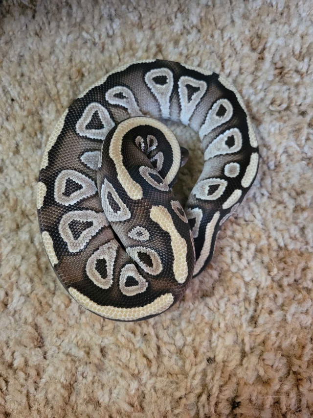 mojave ball python in Reptiles & Amphibians for Rehoming in Barrie