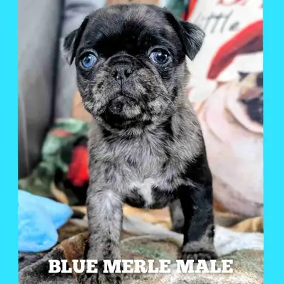 Quality Home Raised Pug Puppies * 1 MALE 1 FEMALE, View more